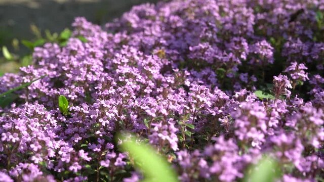 Bees are flying and collecting pollen from blooming violet thyme