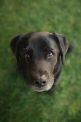 beautiful old black labrador retriever dog with big ears sitting on green grass shot from above
