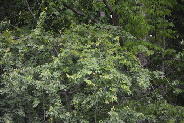 green moss on the tree