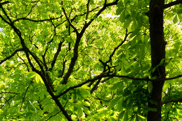Young Light Green Spring Leaves in Sunshine Day