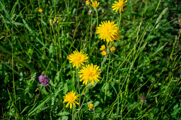 Beautiful dandelions blossomed on the flowerbed