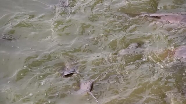 Walking catfish (Clarias batrachus) feed on the surface of very muddy water, oxygen-poor habitats. Fish ponds and fish products, bred in ceremonial ponds in Southeast Asia
