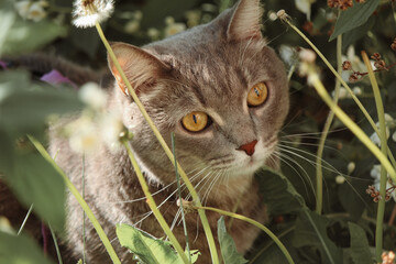 cat on grass