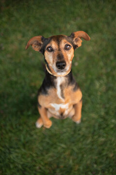 lovely mixed breed dachshund type dog doing a trick sitting tall on green grass shot from above