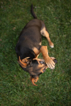 lovely mixed breed dachshund type dog doing a trick sitting on green grass shot from above