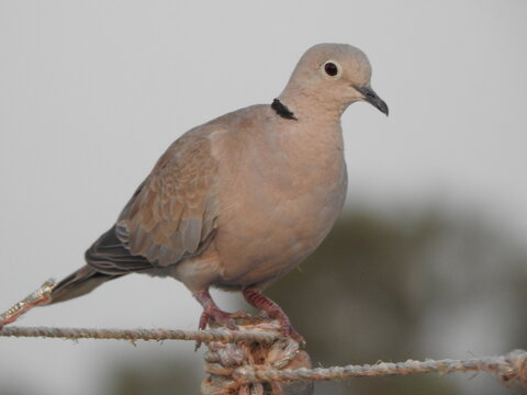 A Cute and little pigeon or modi bird.