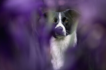 Naklejka na ściany i meble adorable border collie dog isolated looking through from behind purple iris flowers