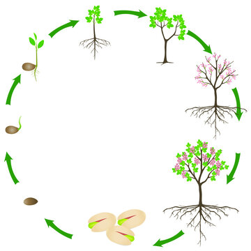 Life Cycle Of Pistachio Plant On A White Background.