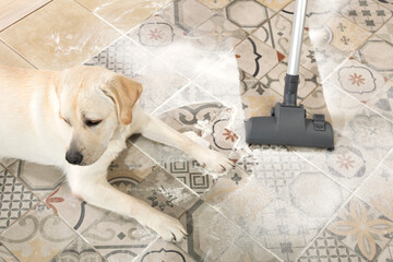 naughty puppy is lying on dirty floor and guiltily turned away from owner with vacuum cleaner