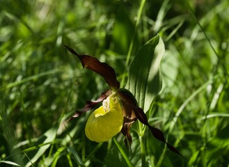 Cypripedium macranthon, rare wild flowers in Sweden