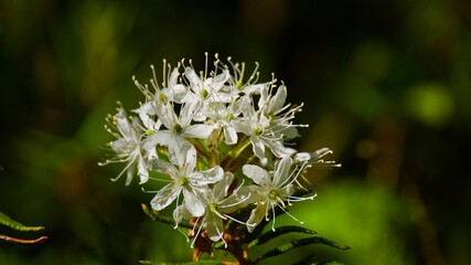 The blossoming Labrador tea in the solar summer wood