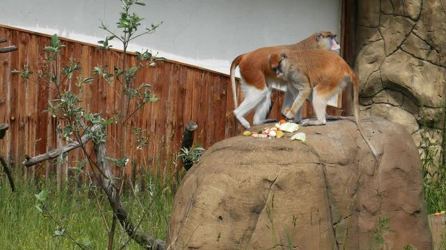 Monkey eats on a stone.