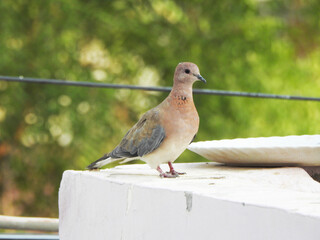 A Cute and little pigeon or modi bird.