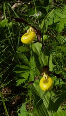 Cypripedium macranthon, rare wild flowers in Sweden