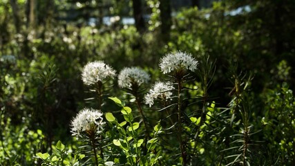 The blossoming Labrador tea in the solar summer wood