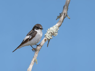 Male European Pied Flycatcher sitting on a dry branch