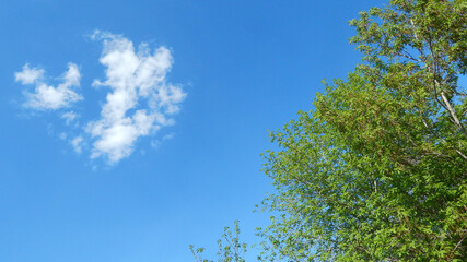 A green tree and a white cloud against a blue sky