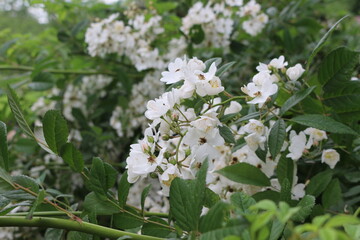 White fragrant flowers bloom on a bush in the summer in the garden.