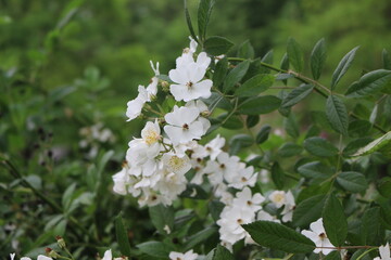 White fragrant flowers bloom on a bush in the summer in the garden.
