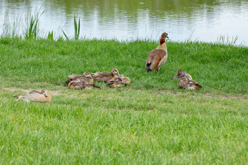 Egyptian goose family with goslings in the grass, Alopochen aegyptiaca or Nilgans