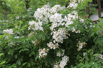 White fragrant flowers bloom on a bush in the summer in the garden.