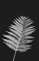 Fern Leaf Black / White Texture Close-Up Macro Background - Wallpaper