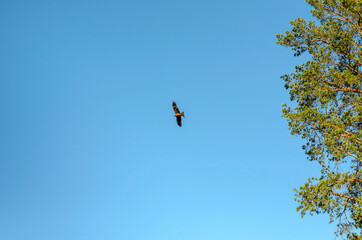 An eagle flies in the blue sky. The eagle's low-flying flight against the blue sky. An eagle, a hawk, a vulture looking for prey. Flying birds of prey during hunting