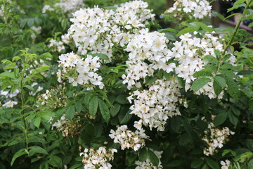 White fragrant flowers bloom on a bush in the summer in the garden.