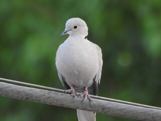 A Cute and little pigeon or modi bird.