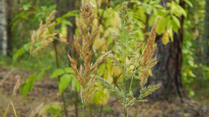 
yellow spikelets on the background of pines