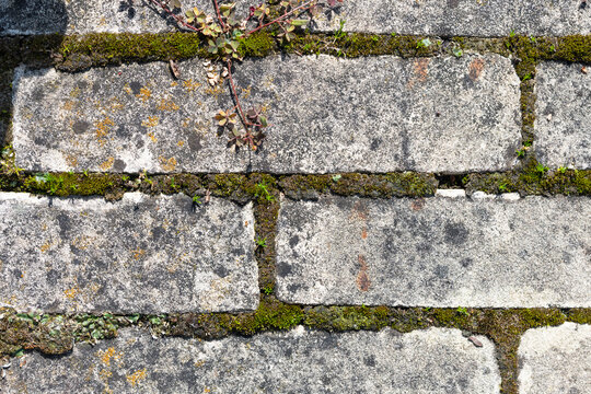 Street Tiles Beige Bricks With Moss Color Texture Close-Up Macro Background Structure - Wallpaper