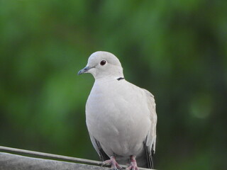 A Cute and little pigeon or modi bird.