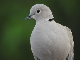 A Cute and little pigeon or modi bird.