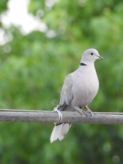 Obraz premium A Cute and little pigeon or modi bird.