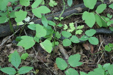 Already creeps along a fallen tree in a summer forest