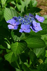 hydrangea