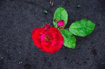 Big red rose growing in black soil background