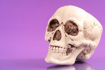 Obraz premium Artificial human skull on a colored background.