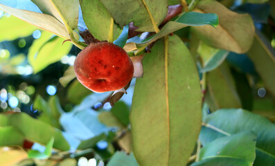 Velvet apple fruit or bisbul grow on tree. 