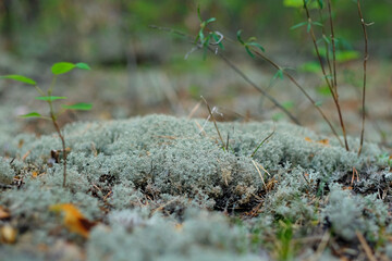 Turquoise moss Orthotrichum in a forest in autumn, macro shot with blurry background.