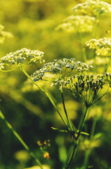 Close up of angelica  sylvestris or wild angelica blooming flowers with blurred forest background.