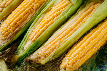 Fresh corn on cobs on rustic wooden table, closeup
