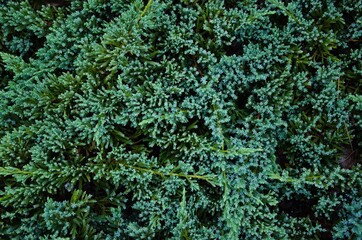 Juniper bush texture from above green background