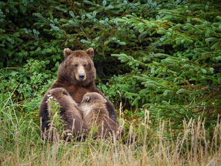 Coastal brown bear, also known as Grizzly Bear (Ursus Arctos) nursing cubs. South Central Alaska. United States of America (USA).