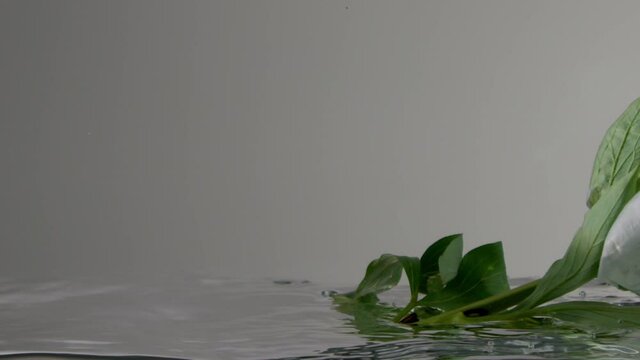 Underwater view of white peony moves with air bubbles Blooms peony