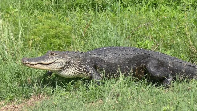 Large American alligator walking in grass. Looking for water in dry season.