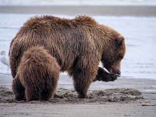 Coastal brown bear, also known as Grizzly Bear (Ursus Arctos) female and cub. South Central Alaska....