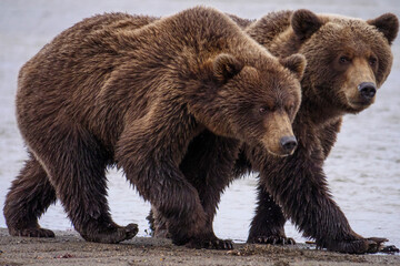 Coastal brown bear, also known as Grizzly Bear (Ursus Arctos). South Central Alaska. United States...