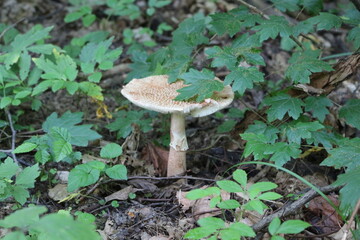 
Amanita mushroom gray-pink growing in a summer forest