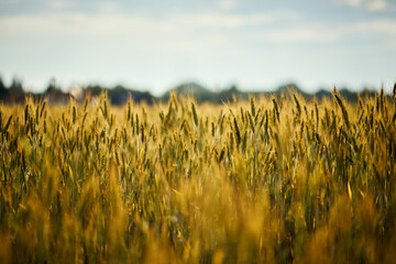 beautiful golden rye field at sunset in summer